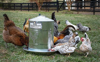 Comparatif poullaillers 4 poules