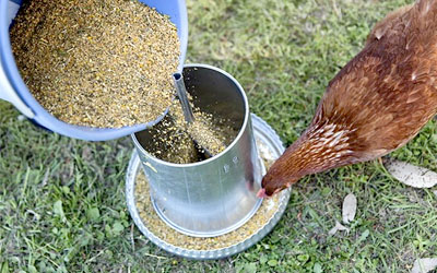 Comparatif poullaillers 2 poules